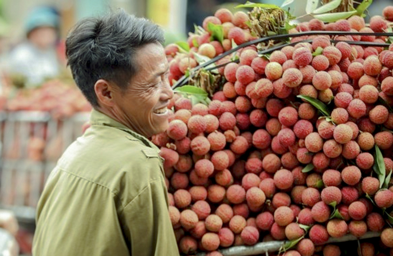 Bac Ninh & Hai Phong lychees make waves globally