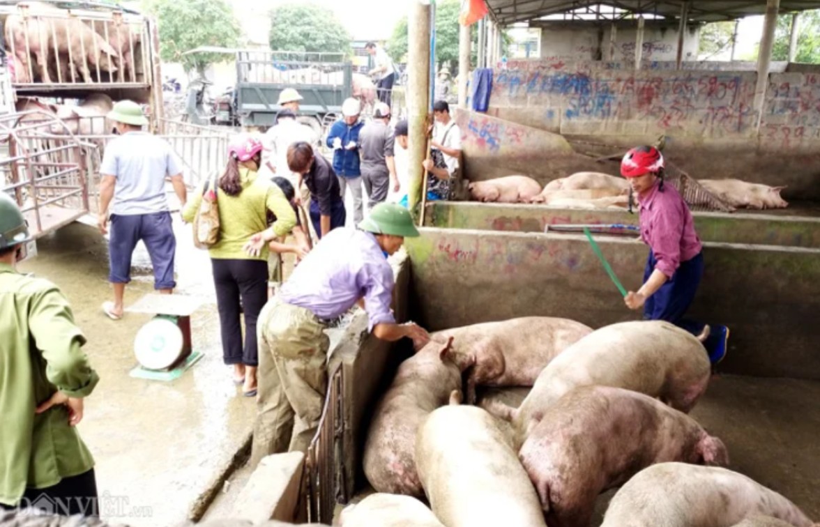 Live hog prices surge across Vietnam, reaching a peak of VND77,000 per kg in the...